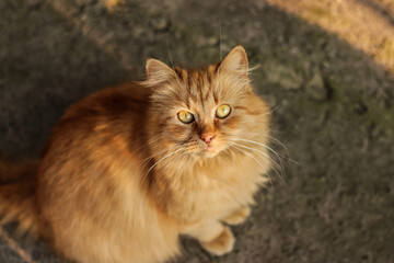 Beautiful Ginger Homeless Cat sitting Outdoor. Homeless animals. Concept help Homeless Cats