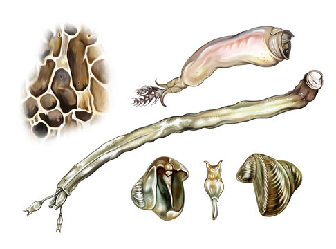 Shipworms (family Teredinidae)