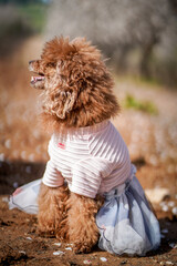 Brown Poodle dog in beautiful clothes