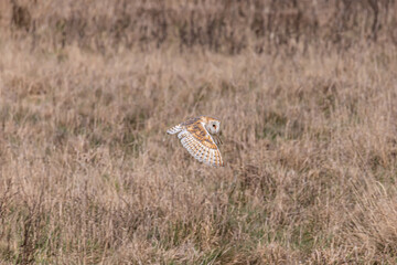 Hunting Barn Owl
