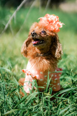 Brown Poodle dog in beautiful clothes