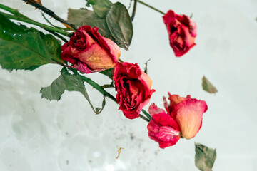 a dried rose in water, an abstract image suitable for using the cover