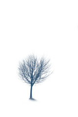 In the misty morning. It's dark and grey outside. The young girl is walking and wonder over the great nature. Moody and dramatic scenery. 