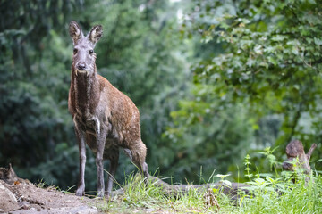 Male siberian musk deer with long fangs. Portrait of cute musk deer with terrible sharp tusks in summer forest. - obrazy, fototapety, plakaty