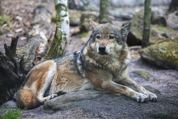Close-up portrait of gray wolf in the forest. Beautiful western wolf (Canis lupus) lying on the ground.