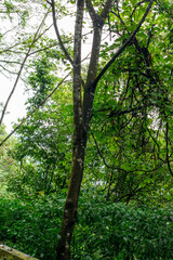 Fototapeta premium Old little tree. Green leaf and moss