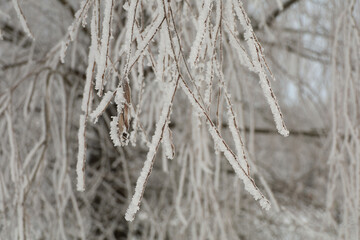 Frozen tree branches. Selective focus