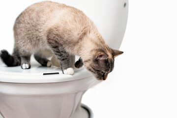 clean cat standing on the toilet lid