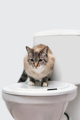 clean cat sitting on the toilet lid