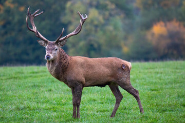 deer stag