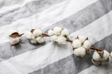 Cotton flowers