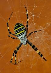 Wasp spider in it's web with soft wooden background