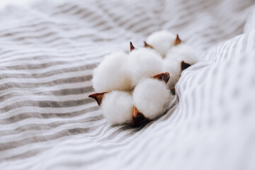 Cotton flowers