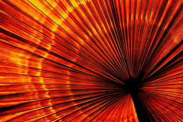 orange abstract background, tropical palm leaf texture, toned process