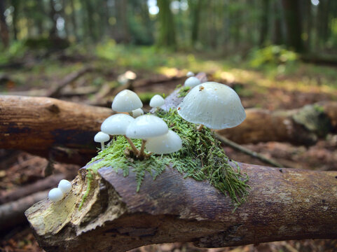 Mushrooms on a dead tree in a forest with soft green and brown background