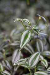 Fototapeta premium Botanical background in green garden