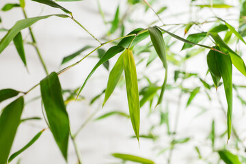 bamboo Phyllostachys bissetii, in Japanese an white background