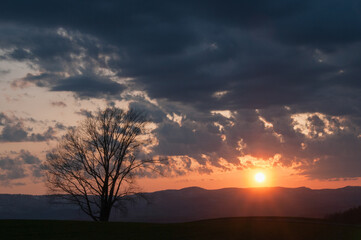 美しい春の夕陽と木立のシルエット