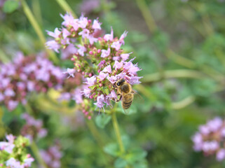 Bee sitting on a flower in summer with soft green background