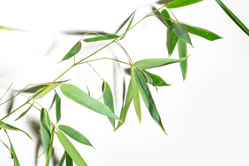 Fototapeta premium bamboo Phyllostachys bissetii, in Japanese an white background