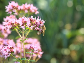 Bee sitting on a flower in summer with soft green background