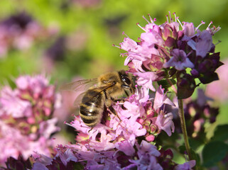 Bee sitting on a flower in summer with soft green background