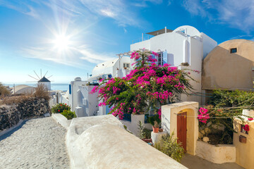 Famous Oia street with blooming flowers in the summer, Santorini, Greece