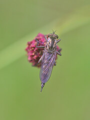 Insect sitting on a flower with soft green background