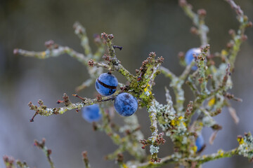 Makro: Blaue Früchte des Schlehdorn / Schlehen (lat.: Prunus spinosa) in einer Schlehenhecke