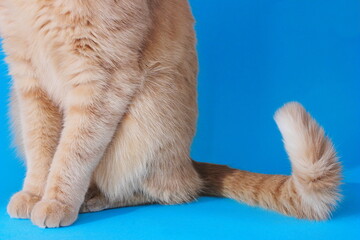 Paws and tail of a red cat on a blue background. close-up. Pet cat.