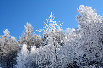 The magic of Christmas with snow-white pines and glistening ice in the blue sky.