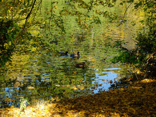 Ententeich im Großen Garten Dresden