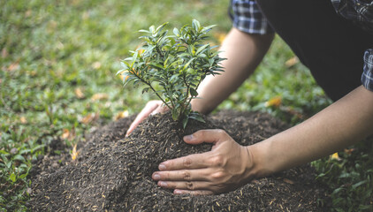 Young man transplanted small seedlings into mineral rich potting soil and prepared to water the...