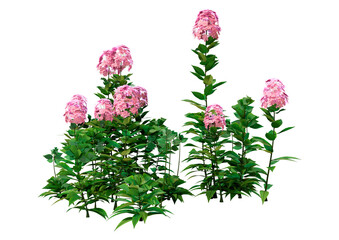 3D Rendering Border Phlox Flowers on White