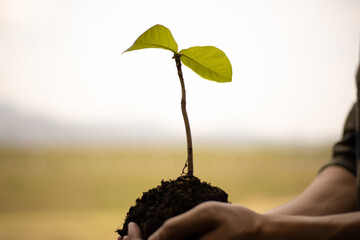 Young man was holding a seedling to prepare to plant a tree, Preserving or loving the environment...