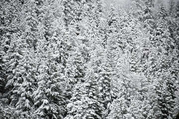 Snowy trees