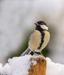 Great tit in snow
