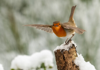 Robin in the snow