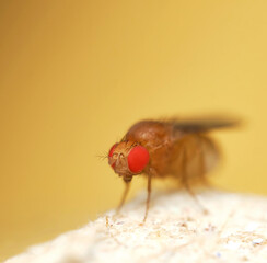 Fruit fly macro close up 
