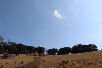 Fototapeta na wymiar 入道ヶ岳の山道の景色