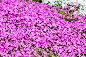 芝桜_ピンク_満開