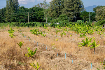 Fototapeta na wymiar The banana trees were planted in the dried grass field with lines of blue water sprinkler.