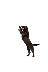 Obraz premium Mad. The brown, chocolate labrador retriever playing on white studio background. Young doggy, pet looks playful, cheerful, sincere kindly. Concept of motion, action, pet's love, dynamic.