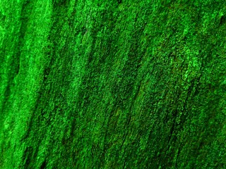 Jungles forest tree bark like green lush moss pattern background. Deep green tree trunk covered old mossy lichen bark in rainforest. Vibrant bright green moss growing natural on tree trunks texture.