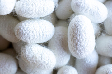 Group of silkworm in white cocoon stage background