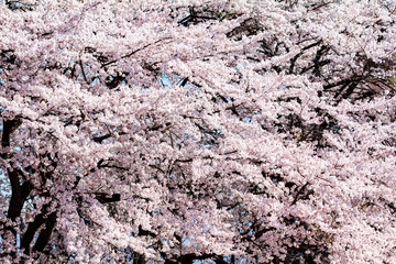 桜_満開_晴天