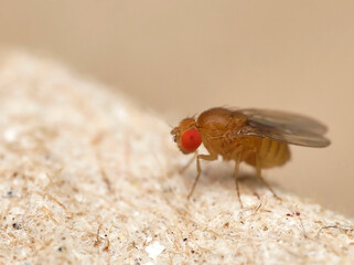 Fruit fly macro close up 
