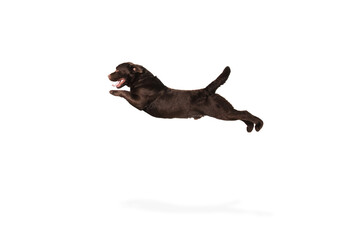 Crazy. The brown, chocolate labrador retriever playing on white studio background. Young doggy, pet looks playful, cheerful, sincere kindly. Concept of motion, action, pet's love, dynamic.