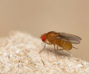 Fruit fly macro close up 