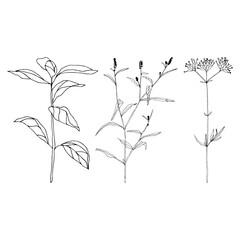 Leaves and plants  flat illustration. Botanical design elements. Vector clip art set.